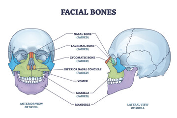 Facial bones with anterior and lateral view of human skull outline diagram. Skeletal anatomy with labeled educational medical scheme vector illustration. Nasal, lacrimal and zygomatic face parts. - obrazy, fototapety, plakaty