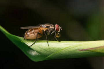 fly on leaf