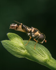 Hoverfly on leaf