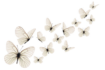 Beautiful white butterfly - 675689259