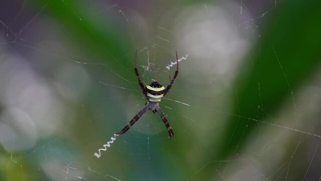 Very windy forest makes this spider bounce with its web, Argiope keyserlingi Orb-web Spider, Thailand