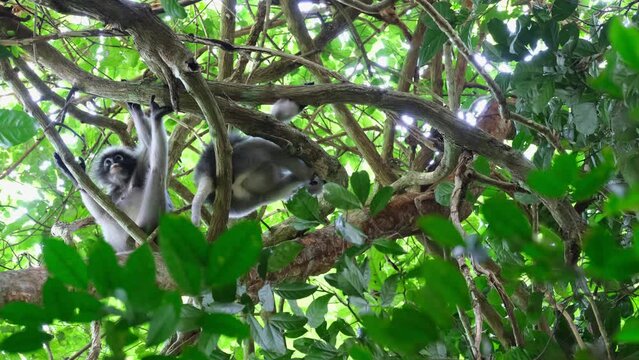 The one on the left looks down to the camera and up then the other moves, Spectacled Leaf Monkey Trachypithecus obscurus, Thailand