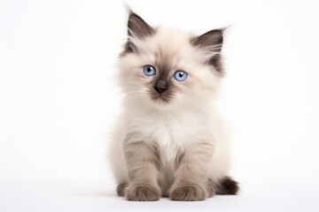 Photo of a sweet Birman kitten with a friendly disposition on a clean white surface. Generative AI