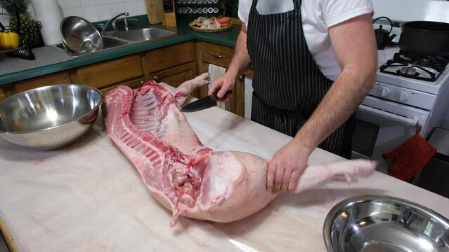 Preparing half sliced butchered hog placed on kitchen table to be cut or portioned into pieces.