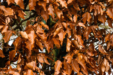 Background of hornbeam bush with autumn brown leaves