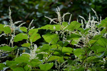 林の脇で白い花を咲かせているイタドリ