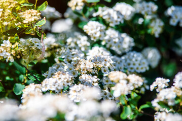 Spirea bushes bloom in the spring in May
