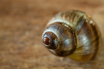 Close up of a common Periwinkle on an old  wooden plank