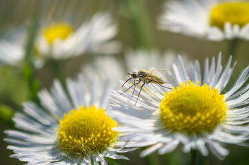 Closeup of a mosquito on a chamomile flower