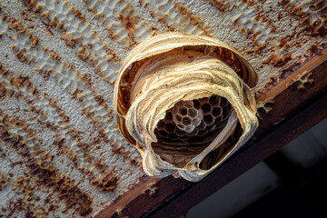 An empty paper wasp nest under the roof in south of France.