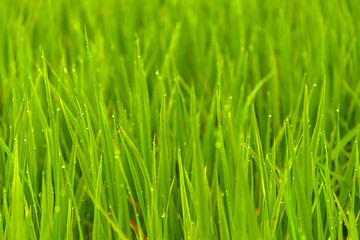 Fototapeta na wymiar Water drop on the top of green rice field on the morning light. green background concept.
