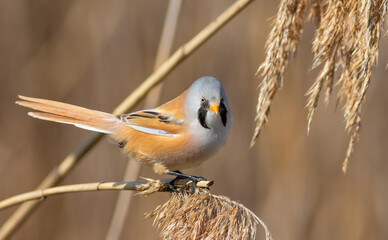 Bearded reedling, Panurus biarmicus. A male bird sits on top of a reed