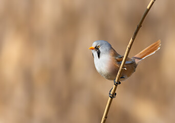 Bearded reedling, Panurus biarmicus. A male bird sits on a reed stalk on a riverbank