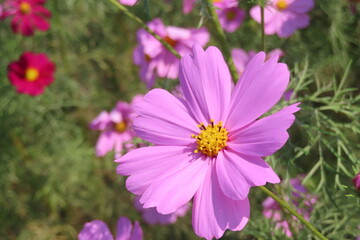 Obraz premium 光のコスモス