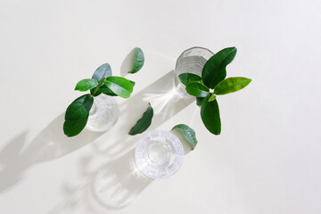 Green tea branches are placed in glass cups of water on a white background. Minimalist image for advertising, magazines and more. Minimalist and sophisticated concept.