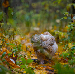 shih tzu dog in autumn in the forest