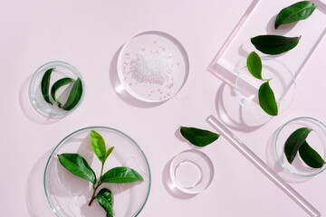 Transparent petri dishes containing fresh green tea leaves and salt are displayed on a round platform. EGCG in green tea is known to be a natural androgen. - obrazy, fototapety, plakaty