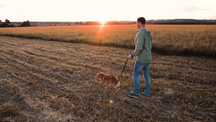 Naklejka na ściany i meble Owner lets trained cocker spaniel dog to free-roam in field lit by back sunset