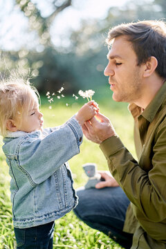 Dad blowing on dandelions in the hands of a little girl