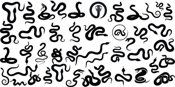 Snake Silhouette Vector Illustration, Features various snake shapes, sizes. Ideal for reptile, serpent themes. Python, rattlesnake, cobra, viper, anaconda, boa constrictor depicted