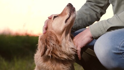 Man owner strokes faithful cocker spaniel dog sitting nearby in park at sunset