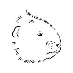 Vector image of silhouette of muskrat on a white background