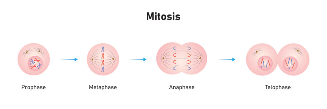Mitosis Phases Scientific Design. Vector Illustration.