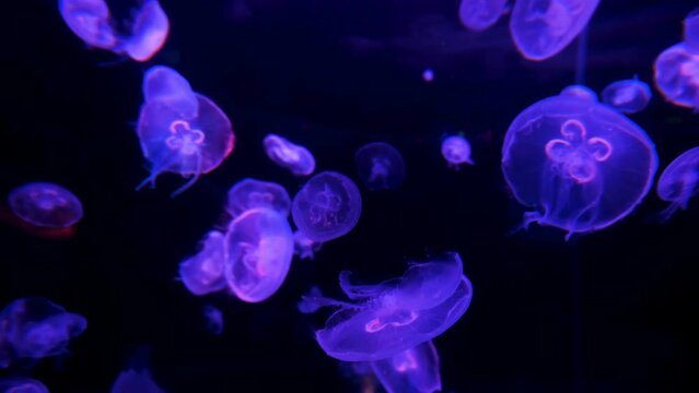 Rare violet medusa jelly fish floating on deep ocean abyss water ecosystem, animals