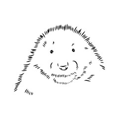 Vector image of silhouette of muskrat on a white background