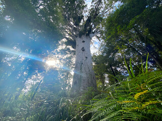 Tane Mahuta, a big and  oldest Agathis autralis tree in
New Zealand