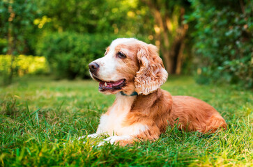 English cocker spaniel dog is lying on green grass in the park. The dog has a collar. The dog with...
