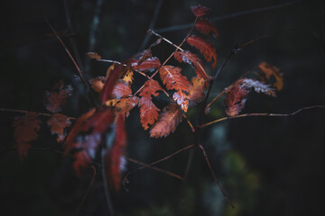 Pflanzen im Herbst mit Wassertropfen