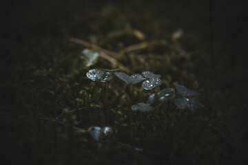 Pflanzen im Herbst mit Wassertropfen