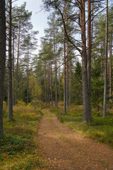 the road of the autumn pine forest