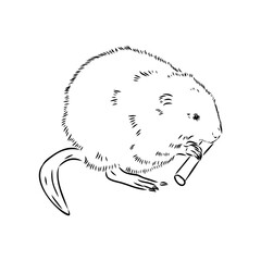 Vector image of silhouette of muskrat on a white background