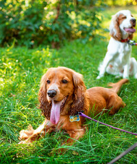 English cocker spaniel puppy lies on green grass in the park. The dog has a collar. The dog with an open mouth looks away, he is resting. The photo shows two puppies. The photo is blurred