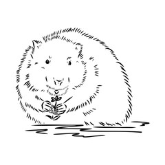 Vector image of silhouette of muskrat on a white background