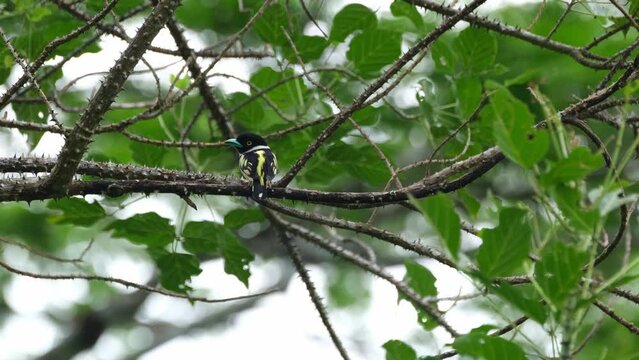 Seen from its back as the camera zooms out during a windy afternoon, Black-and-yellow Broadbill Eurylaimus ochromalus, Thailand