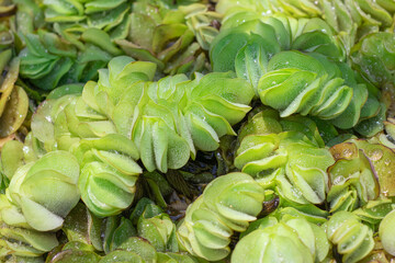 Closeup fresh Giant salvinia, Aerican payal, Kariba weed, Salvinia, Water fern salvinia (Salvinia Molesta) float on the water in the water source