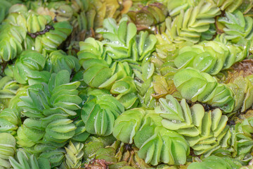 Closeup fresh Giant salvinia, Aerican payal, Kariba weed, Salvinia, Water fern salvinia (Salvinia Molesta) float on the water in the water source