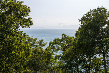 View of the sea bay. Trees in the foreground. Mountains in the distance. The bird flies over the...