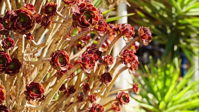 Close up of sunlit red succulent plant flowers growing. Aeonium succulent plant on sunny summer day outdoor garden scene. 