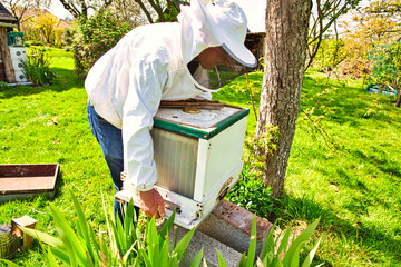 The study of bees is known as melittology. This Beekeeper is ready to check on the bee hive while...