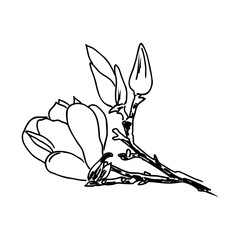 Magnolia flower Hand drawing and sketch,line art on white backgrounds hand drawn