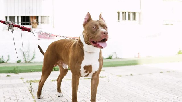 Brown dog looks at the camera with his ears up in a curious manner. American pit bull terrier pet dog with open mouth, tongue out, on a leash with owner. happy dog. Pet, domestic animal, doggy concept