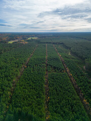 Forestry seen from above, forest managment
