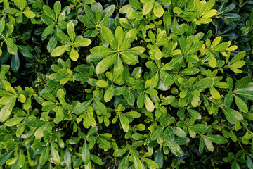 Fototapeta na wymiar Raindrops on dense green foliage of dwarf mock orange shrub
