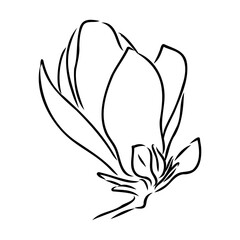 Magnolia flower Hand drawing and sketch,line art on white backgrounds hand drawn