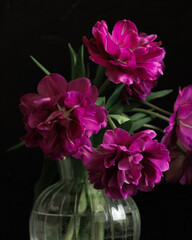 bouquet of dark red lilac tulips in glass vase on dark background. flower bouquet in vase on table. Gift interior decoration. florist, decorator. Flower shop.