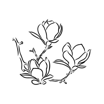 Magnolia flower Hand drawing and sketch,line art on white backgrounds hand drawn